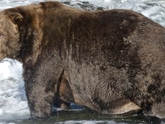 Fat brown bear