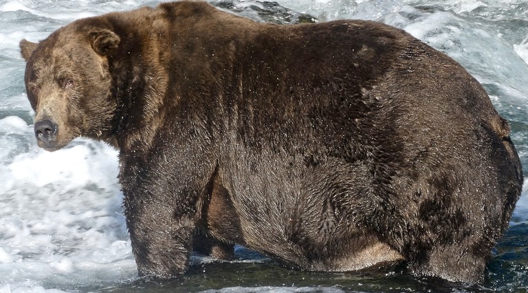 Fat brown bear