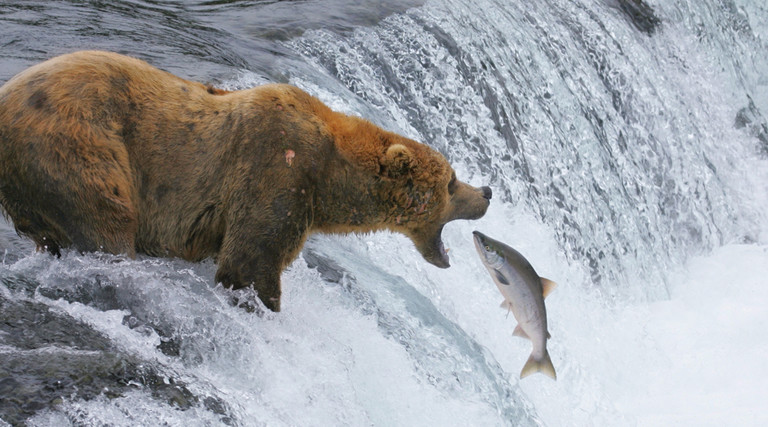 bear catching salmon in Katmai National Park 