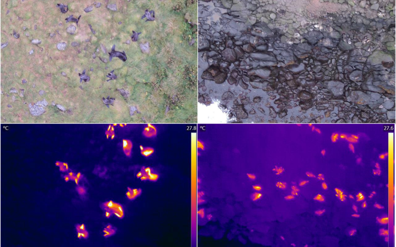 thermal images of seals